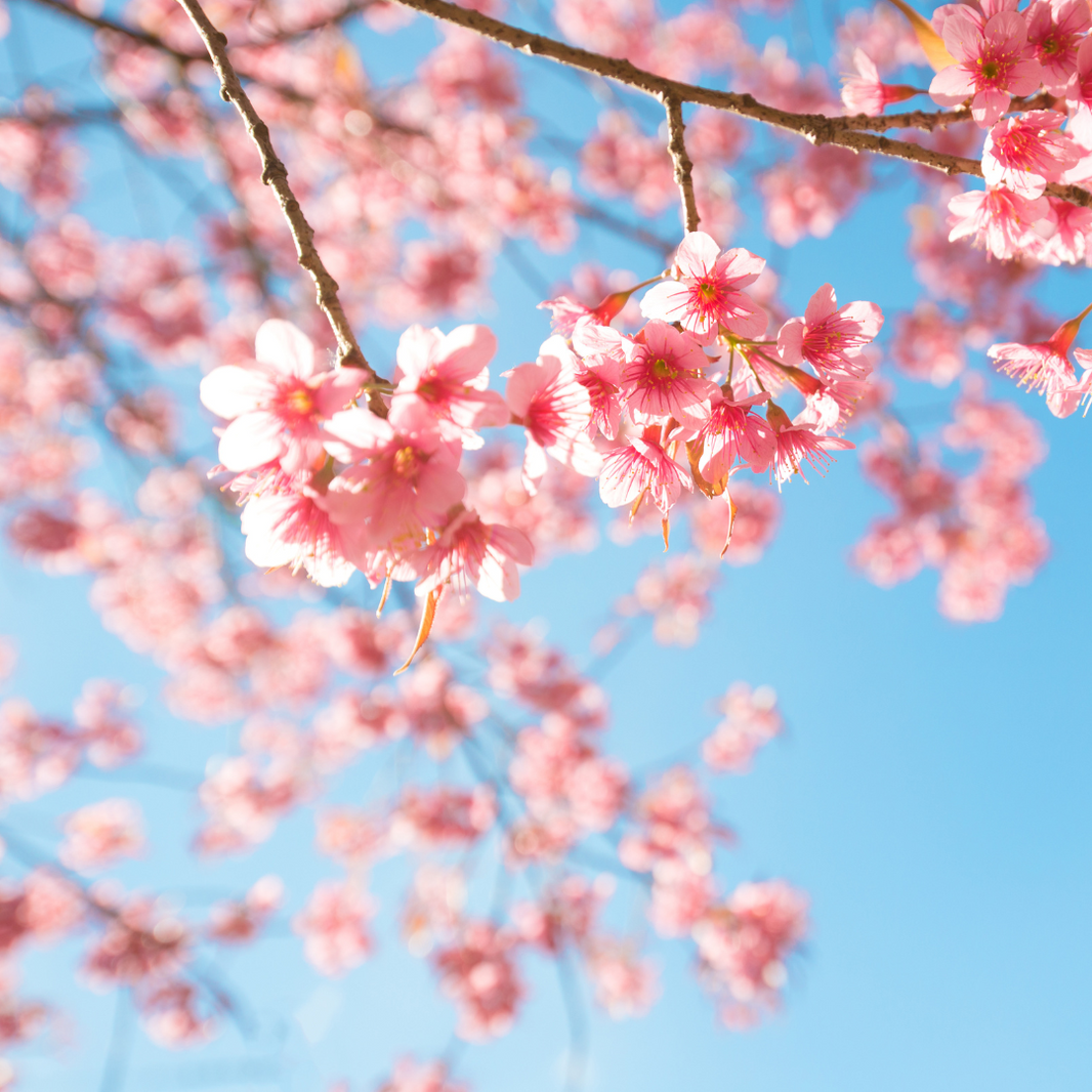 Embrace the Beauty of Spring: Exploring South Korea's Cherry Blossoms 🌸🇰🇷