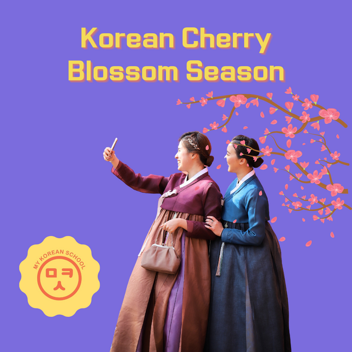 Korean Cherry Blossom Season